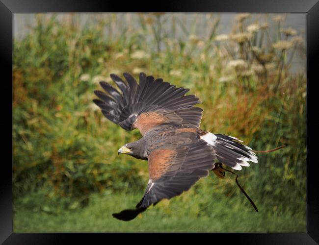 Harris Hawk in flight. Framed Print by Tommy Dickson