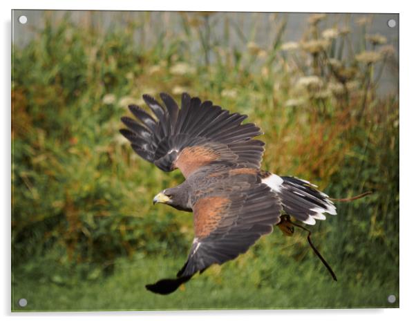 Harris Hawk in flight. Acrylic by Tommy Dickson