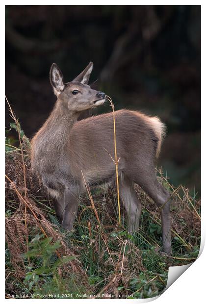 Red Deer Fawn (Cervus elaphus)  Print by Dave Hunt