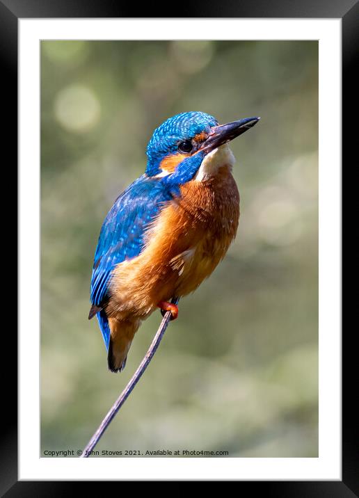 Male Kingfisher at Northeast England.  Framed Mounted Print by John Stoves
