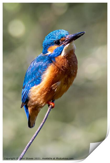 Male Kingfisher at Northeast England.  Print by John Stoves