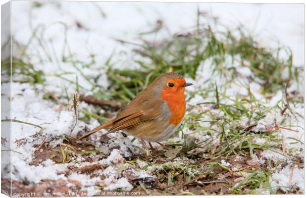Robin in the snow Canvas Print by tim miller