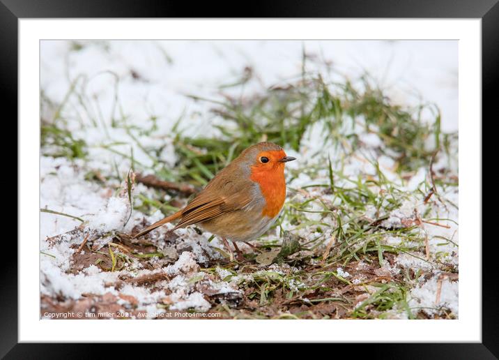 Robin in the snow Framed Mounted Print by tim miller