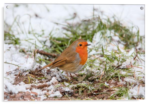 Robin in the snow Acrylic by tim miller