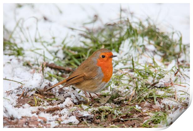 Robin in the snow Print by tim miller