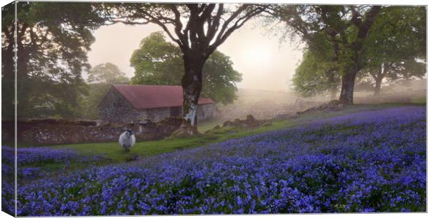 Dartmoor Bluebells Canvas Print by David Neighbour