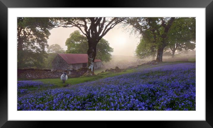 Dartmoor Bluebells Framed Mounted Print by David Neighbour