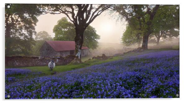 Dartmoor Bluebells Acrylic by David Neighbour