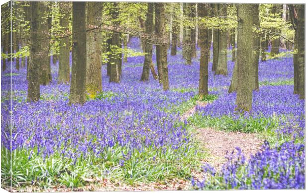 Bluebells On The Ashridge Estate At Dockey Wood Canvas Print by Peter Greenway