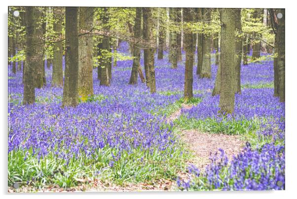 Bluebells On The Ashridge Estate At Dockey Wood Acrylic by Peter Greenway