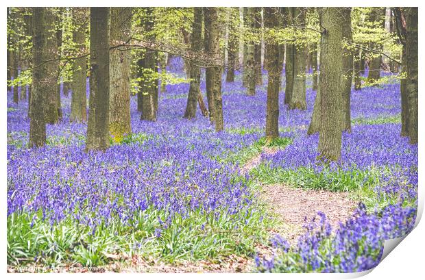 Bluebells On The Ashridge Estate At Dockey Wood Print by Peter Greenway