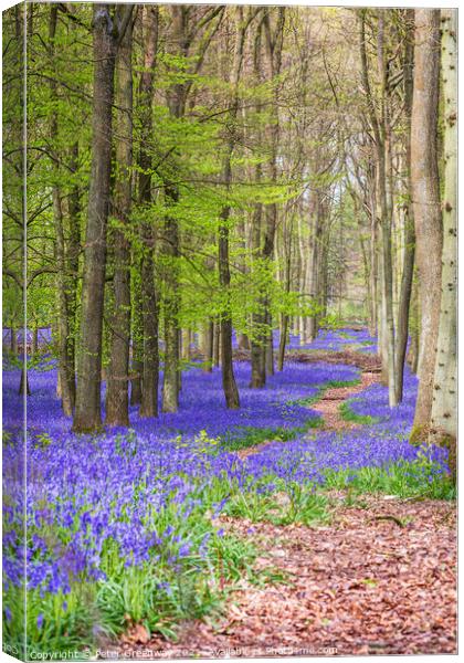 A Winding Path Through A Bluebell Carpet At Dockey Canvas Print by Peter Greenway