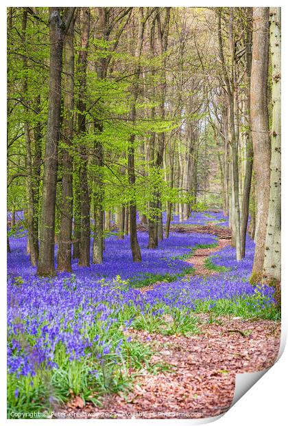 A Winding Path Through A Bluebell Carpet At Dockey Print by Peter Greenway