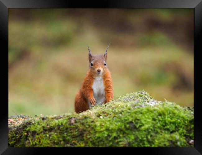 Red Squirrel Framed Print by Tommy Dickson