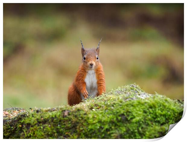 Red Squirrel Print by Tommy Dickson