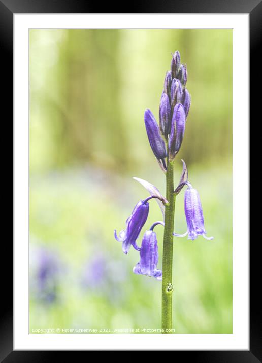 A Bluebell Close-up In Dockey Wood On The Ashridge Framed Mounted Print by Peter Greenway