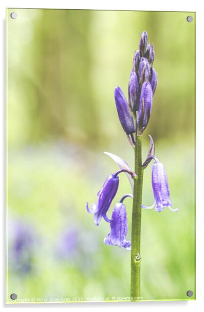 A Bluebell Close-up In Dockey Wood On The Ashridge Acrylic by Peter Greenway