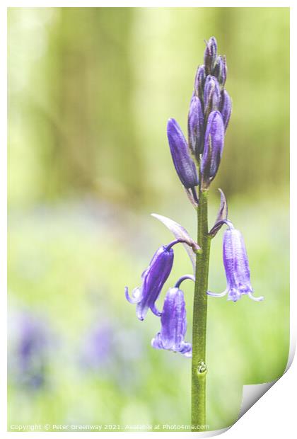 A Bluebell Close-up In Dockey Wood On The Ashridge Print by Peter Greenway
