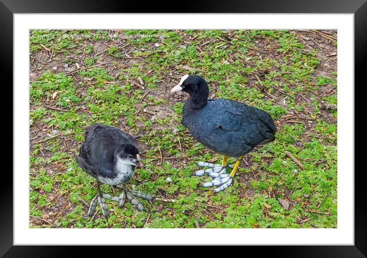 Adult Coot and Chick Roath Park Lake Cardiff Framed Mounted Print by Nick Jenkins