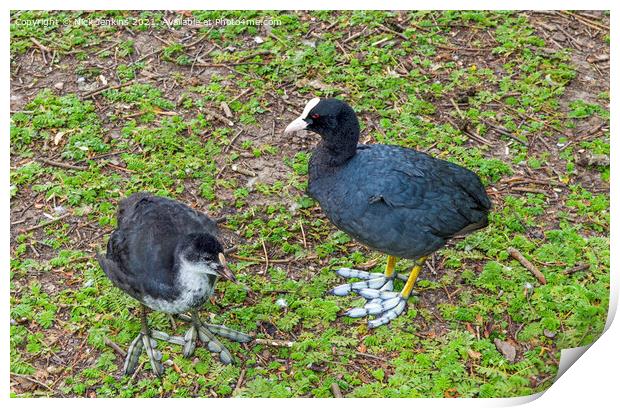 Adult Coot and Chick Roath Park Lake Cardiff Print by Nick Jenkins
