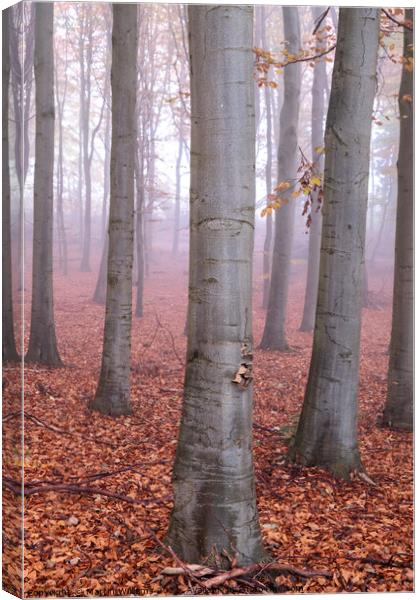Misty Yorkshire autumn wood Canvas Print by Martin Williams