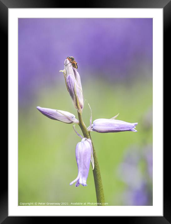 A Bug On Unopened Bluebell Heads At Dockey Wood On Framed Mounted Print by Peter Greenway
