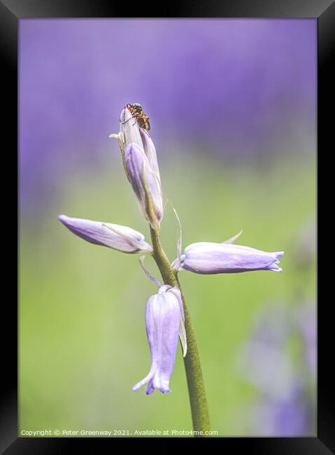 A Bug On Unopened Bluebell Heads At Dockey Wood On Framed Print by Peter Greenway