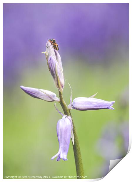 A Bug On Unopened Bluebell Heads At Dockey Wood On Print by Peter Greenway