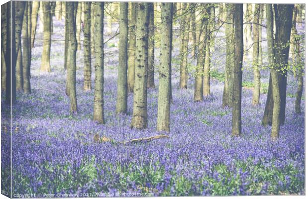 Carpet Of Bluebells At Dockey Wood On The Ashridge Canvas Print by Peter Greenway