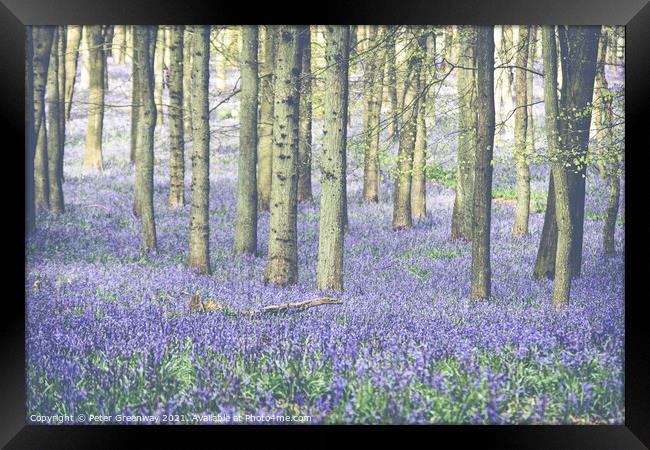 Carpet Of Bluebells At Dockey Wood On The Ashridge Framed Print by Peter Greenway