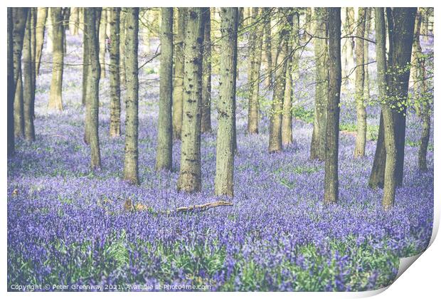 Carpet Of Bluebells At Dockey Wood On The Ashridge Print by Peter Greenway