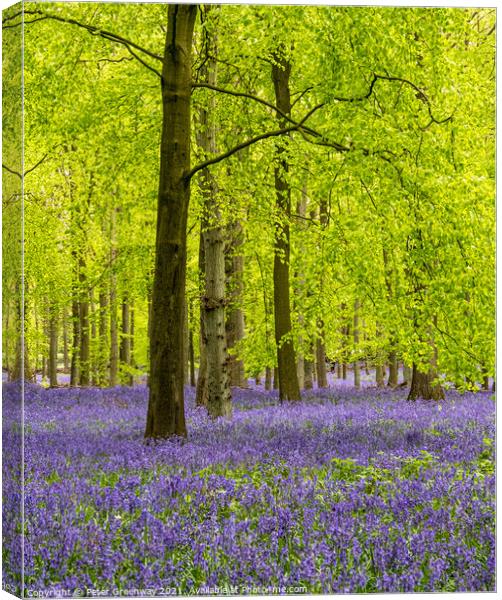 Carpet Of Bluebells In Dockey Wood On The Ashridge Canvas Print by Peter Greenway
