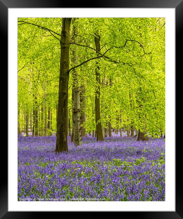 Carpet Of Bluebells In Dockey Wood On The Ashridge Framed Mounted Print by Peter Greenway