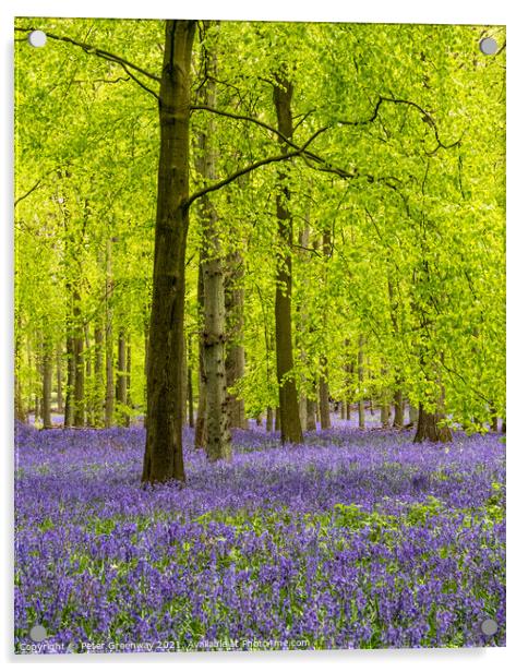 Carpet Of Bluebells In Dockey Wood On The Ashridge Acrylic by Peter Greenway
