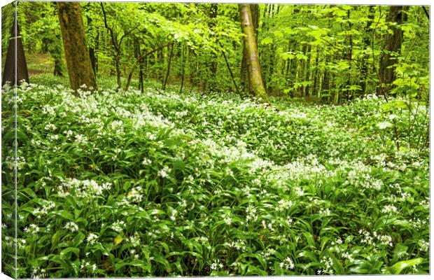 Ramsons or Wild Garlic in Woodland north of Cardif Canvas Print by Nick Jenkins