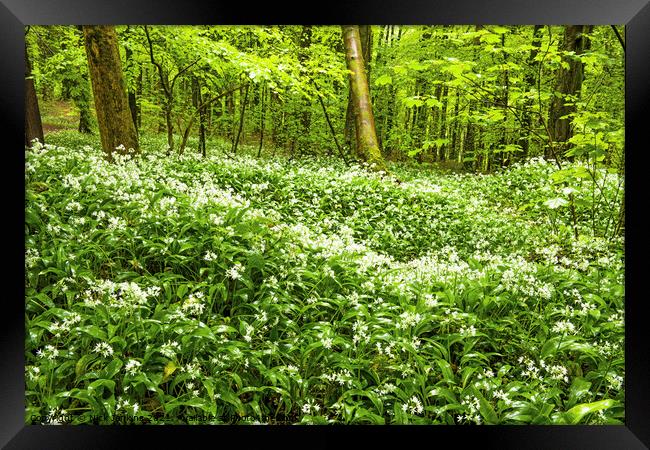 Ramsons or Wild Garlic in Woodland north of Cardif Framed Print by Nick Jenkins
