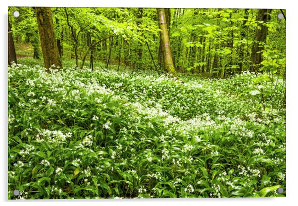 Ramsons or Wild Garlic in Woodland north of Cardif Acrylic by Nick Jenkins