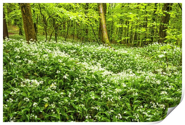 Ramsons or Wild Garlic in Woodland north of Cardif Print by Nick Jenkins
