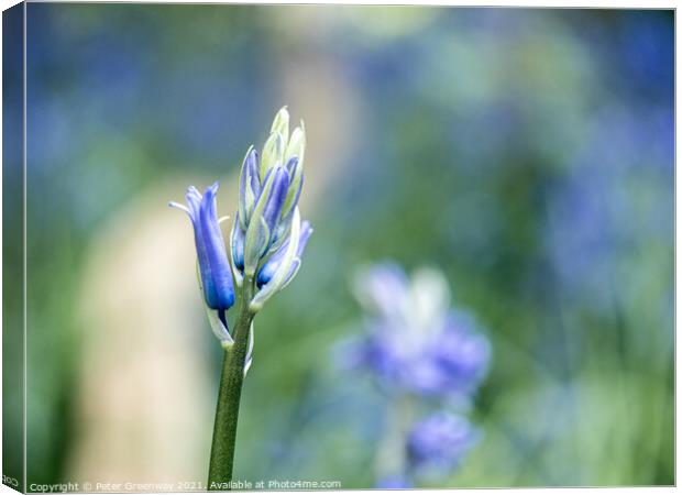 Closeup Of Unopened Spring Bluebells In Macro At S Canvas Print by Peter Greenway