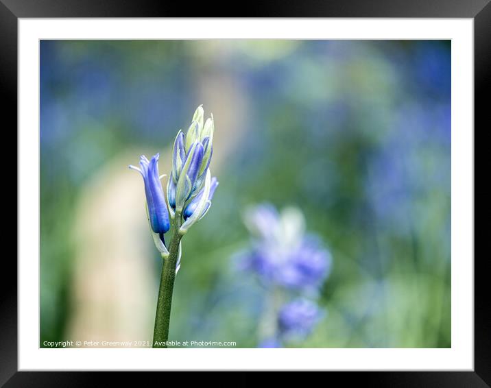 Closeup Of Unopened Spring Bluebells In Macro At S Framed Mounted Print by Peter Greenway