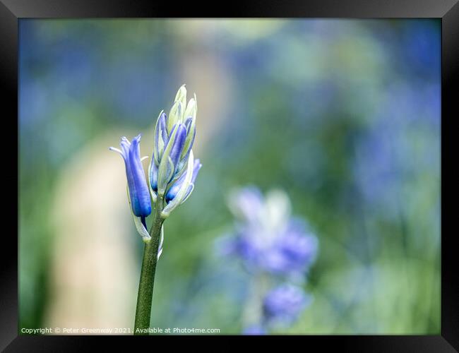 Closeup Of Unopened Spring Bluebells In Macro At S Framed Print by Peter Greenway