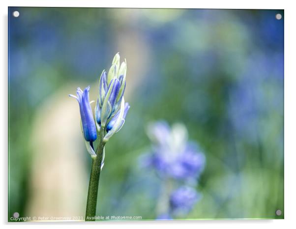 Closeup Of Unopened Spring Bluebells In Macro At S Acrylic by Peter Greenway