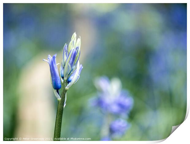 Closeup Of Unopened Spring Bluebells In Macro At S Print by Peter Greenway