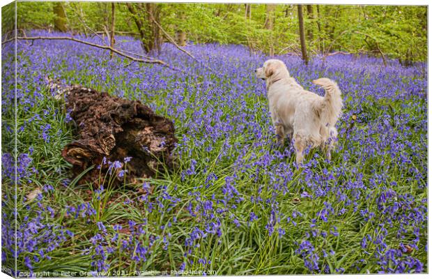 Golden Retriever Amid A Carpet Of Bluebells At Doc Canvas Print by Peter Greenway