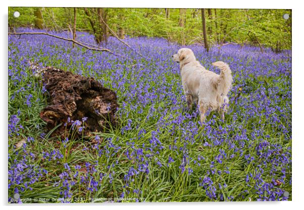 Golden Retriever Amid A Carpet Of Bluebells At Doc Acrylic by Peter Greenway