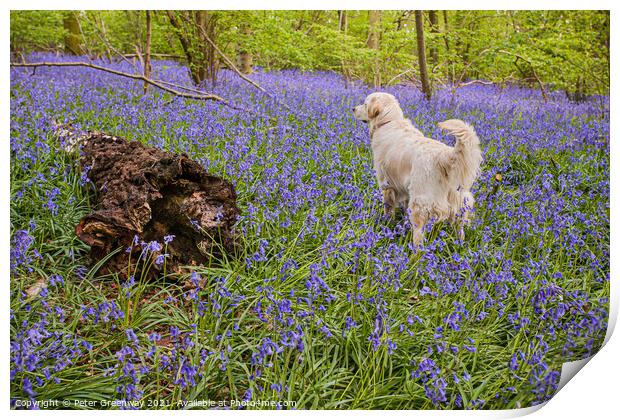 Golden Retriever Amid A Carpet Of Bluebells At Doc Print by Peter Greenway
