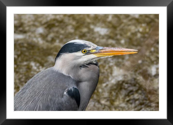 Close up of a Heron  Framed Mounted Print by Tony Keogh