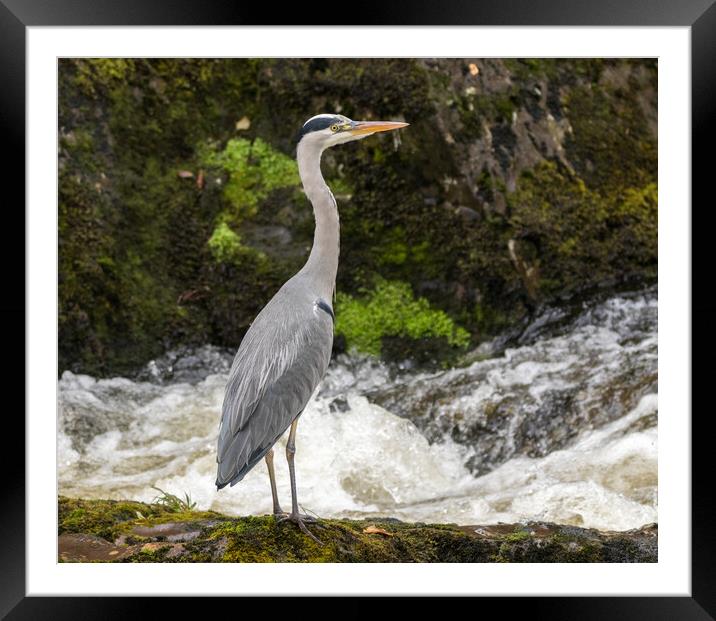 Heron on the lookout  Framed Mounted Print by Tony Keogh