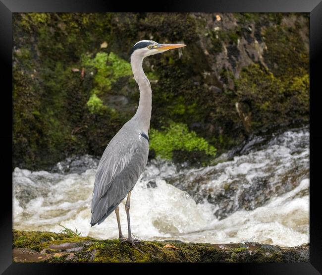 Heron on the lookout  Framed Print by Tony Keogh