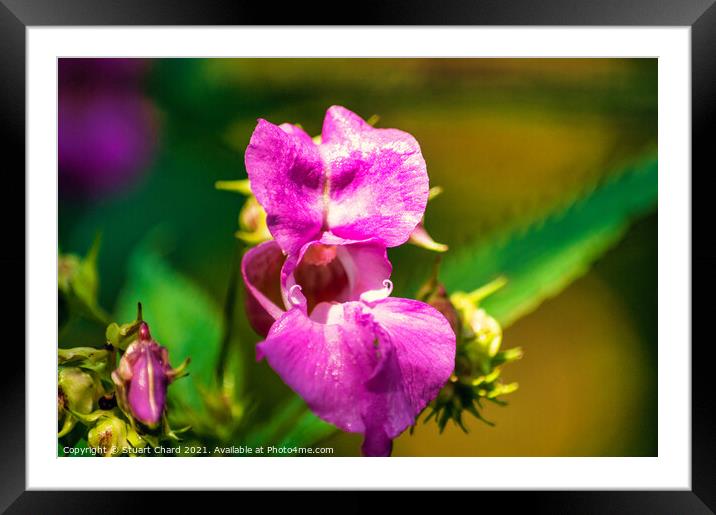 Himalayan Balsam (Impatiens) Framed Mounted Print by Travel and Pixels 